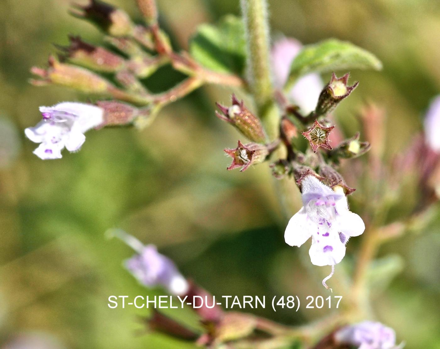 Calamint, Lesser flower